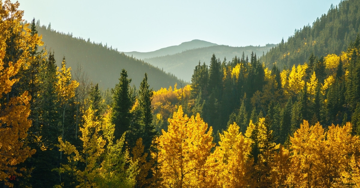 Fall Mountain Trees | Things To Do In Ruidoso, NM | What's Happening In Ruidoso, NM | Sierra Blanca Motors